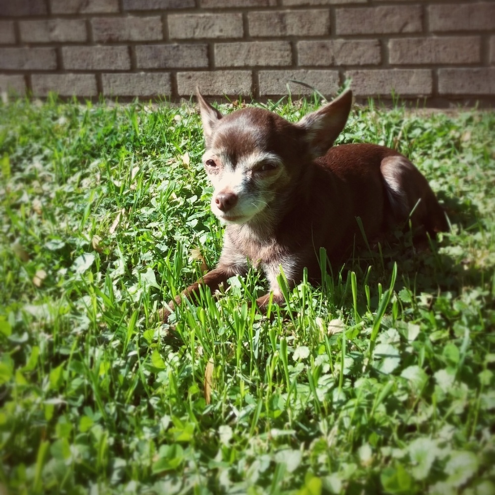 Meet your Posher, Dakota